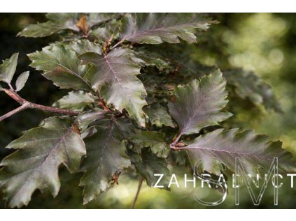 Fagus sylvatica 'Rohan Weeping'  buk lesní