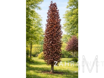 Fagus sylvatica 'Rohan Pyramid'  buk lesní