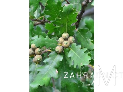 Quercus petraea  Dub zimní