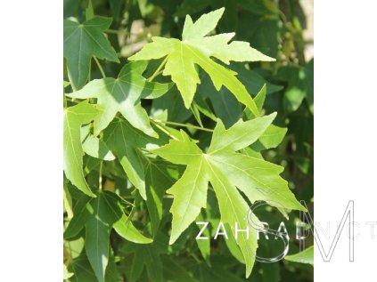 Liquidambar styr. 'Worplesdon'  ambroň