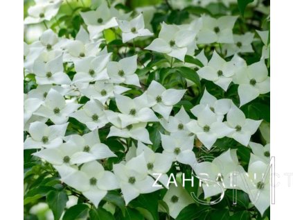 Cornus kousa 'Schmetterling'  dřín japonský