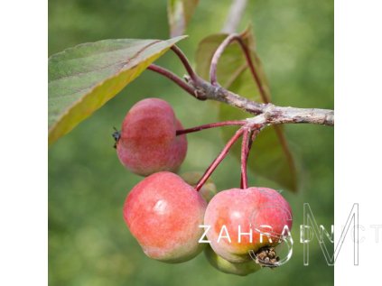 Malus 'Brandy Magic'  jabloň okrasná