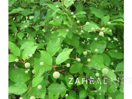 Cephalanthus occ. 'Moonlight Fantasy'(PBR)  hlavoš