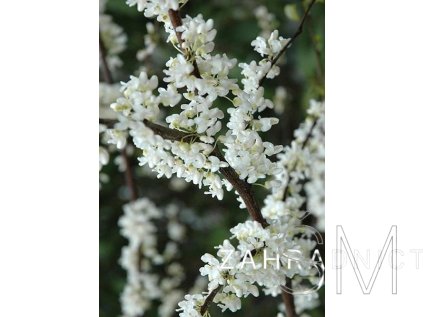Cercis canadensis 'Royal White'  zmarlika