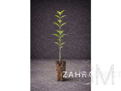 Ligustrum vulgare 'Atrovirens' balení po 25ks  Ptačí zob 'Atrovirens' balení po 25ks