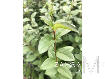 Ligustrum ovalifolium - balení po 25 ks  Ptačí zob vejčitolistý - balení po 25 ks