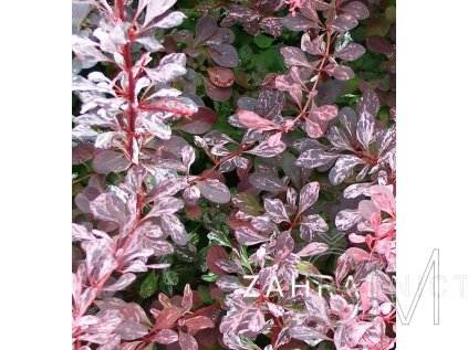 Berberis thunbergii 'Rosy Rocket'®  Dřišťál thunbergův 'Rosy Rocket'®
