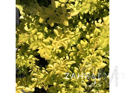 Berberis thunbergii 'Aurea'  Dřišťál Thunbergův 'Aurea'