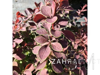 Berberis thunbergii 'Golden Ring'® Dřišťál thunbergův 'Golden Ring'
