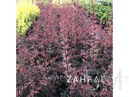 Berberis thunbergii 'Dart's Red Lady'  Dřišťál thunbergův 'Dart's Red Lady'