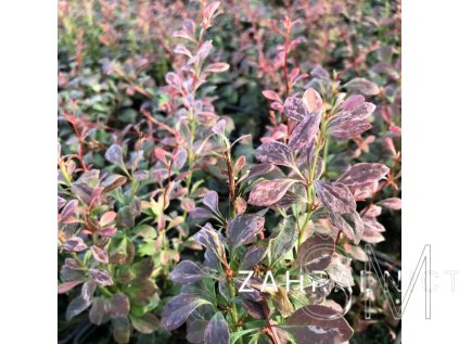 Berberis thunbergii 'Rose Glow'  Dřišťál Thunbergův 'Rose Glow'