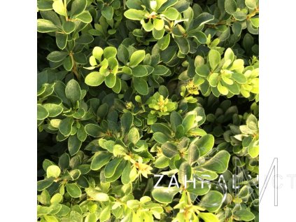 Berberis thunbergii 'Kobold' Dřišťál Thunbergův 'Kobold'