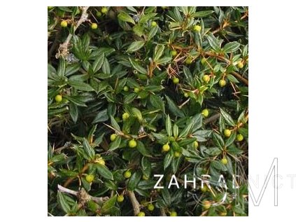 Berberis x frikartii 'Amstelveen' Dřišťál Frikartův 'Amstelveen'