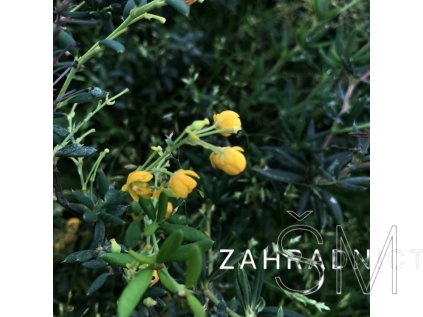 Berberis x stenophylla  Dřišťál úzkolistý