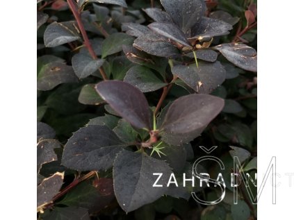 Berberis x otawensis 'Superba'  Dřišťál ottawský 'Superba'