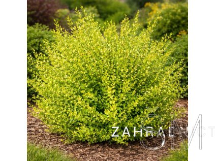 Betula nana 'Golden Treasure'  bříza trpasličí (zakrslá) 'Golden Treasure'