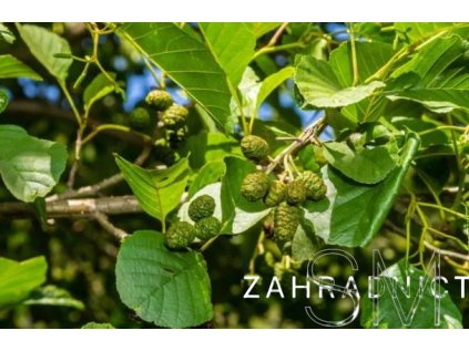 Alnus glutinosa  Olše lepkavá