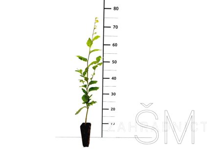 Fagus sylvatica - balení po 10 ks  buk lesní - balení po 10 ks