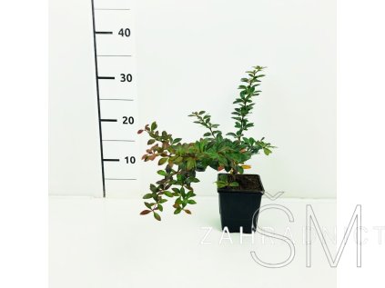 Berberis x media 'Red Jewel'  Dřišťál prostřední 'Red Jewel'