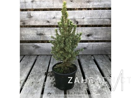 Picea glauca 'Conica'  Smrk sivý 'Conica'