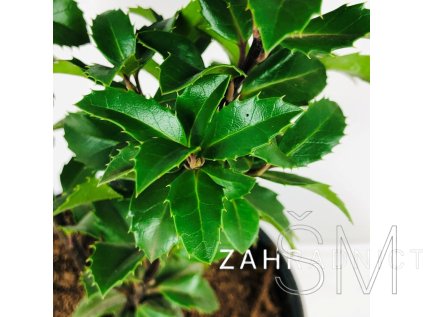 Ilex meserveae 'Heckenstar®' Cesmína 'Heckenstar®'