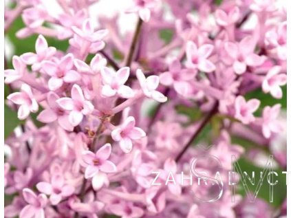 Syringa 'Pink Perfume' PBR Šeřík 'Pink Perfume' PBR