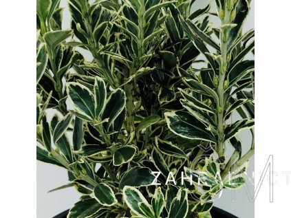 Euonymus jap. 'Susan' Brslen japonský 'Susan'