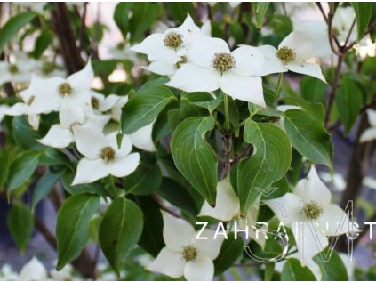 Cornus kousa 'Milky Way'  dřín japonský