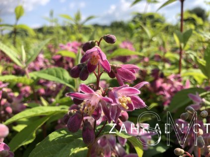 Deutzia hybrida 'Strawberry Field'  trojpuk  'Strawberry Field'