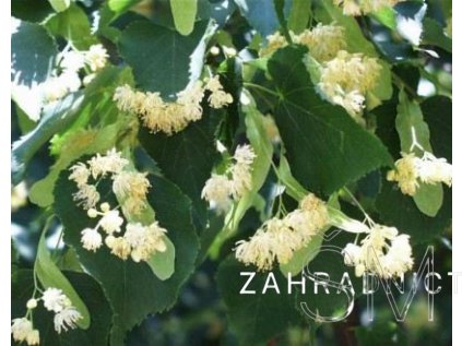 Tilia cordata  Lípa srdčitá