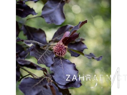 Fagus sylvatica 'Riversii'  buk lesní