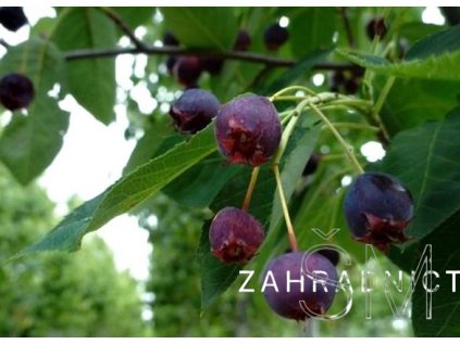 Amelanchier arborea 'Robin Hill'  Muchovník stromovitý