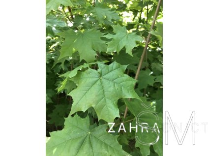 Acer campestre  Javor babyka