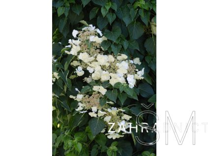 Hydrangea anomala petiolaris Hortenzie řapíkatá
