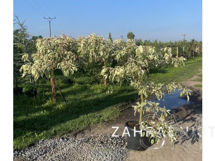 Cornus controversa 'Variegata'  svída sporná 'Variegata'