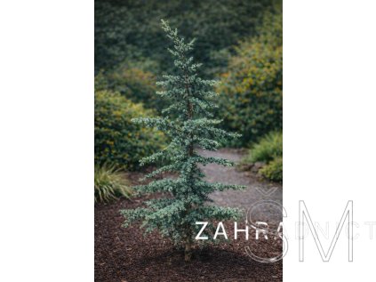 Cedrus libani 'Glauca'  cedr libanonský