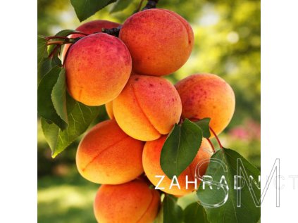 Prunus ar. 'Bergeron'  meruňka pozdní