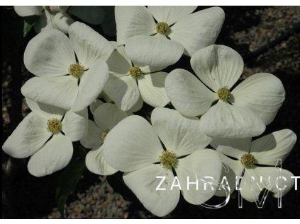 Cornus(x)'Starlight'  dřín