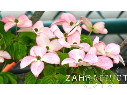 Cornus kousa 'Heart Throb'  dřín japonský