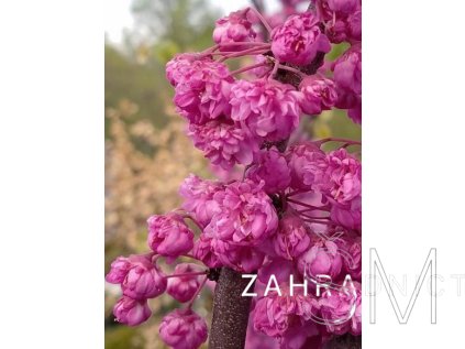 Cercis canadensis 'Pink Pom Poms'  zmarlika kanadská