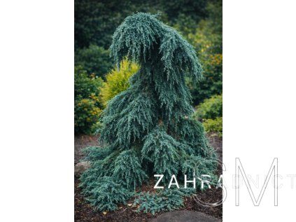 Cedrus deodara 'Feelin' Blue'  cedr himálajský