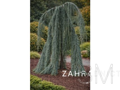 Cedrus libani 'Pendula'  cedr libanonský