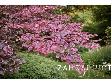 Fagus sylv. 'Tricolor'  buk
