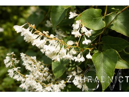 Fallopia baldschuanica  rdesno