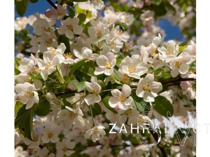 Malus 'Red Sentinel'  jabloň okr. 'Red Sentinel'