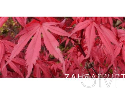 Acer palm. 'Skeeters Broom' Javor dlanitolistý