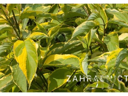 Cornus alba 'Gouchaultii'  svída bílá  'Gouchaultii'