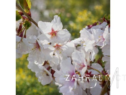 Prunus nipponica 'Brillant'  slivoň japonská - Višeň nikóská