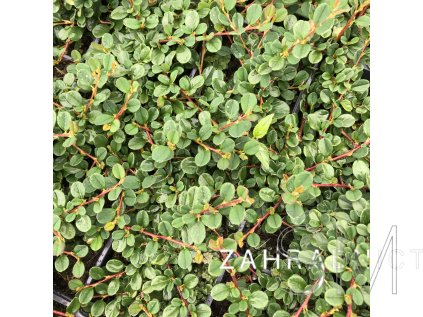 Cotoneaster proc. 'Queen of Carpet'  Skalník rozprostřený 'Queen of Carpet'