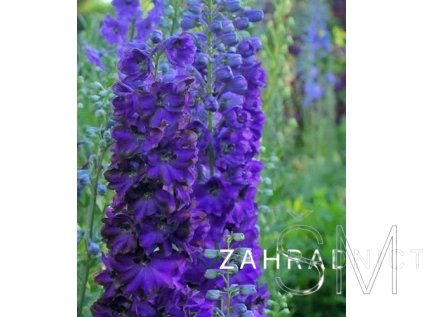 Delphinium Delphina 'DarkBlue/BlackBee'  Ostrožka  'DarkBlue/BlackBee'